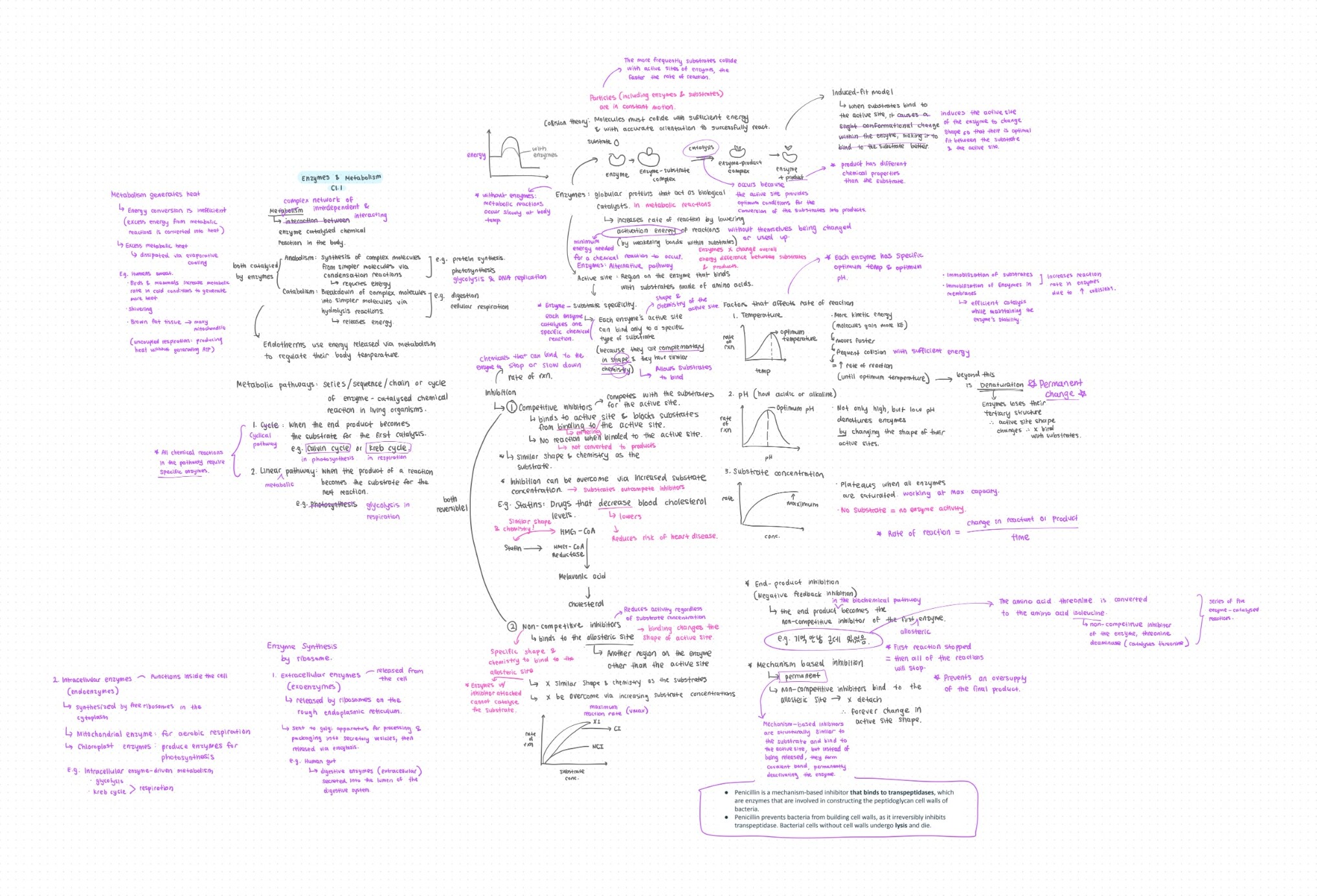 Grace's handwritten active recall study map on enzymes and metabolism