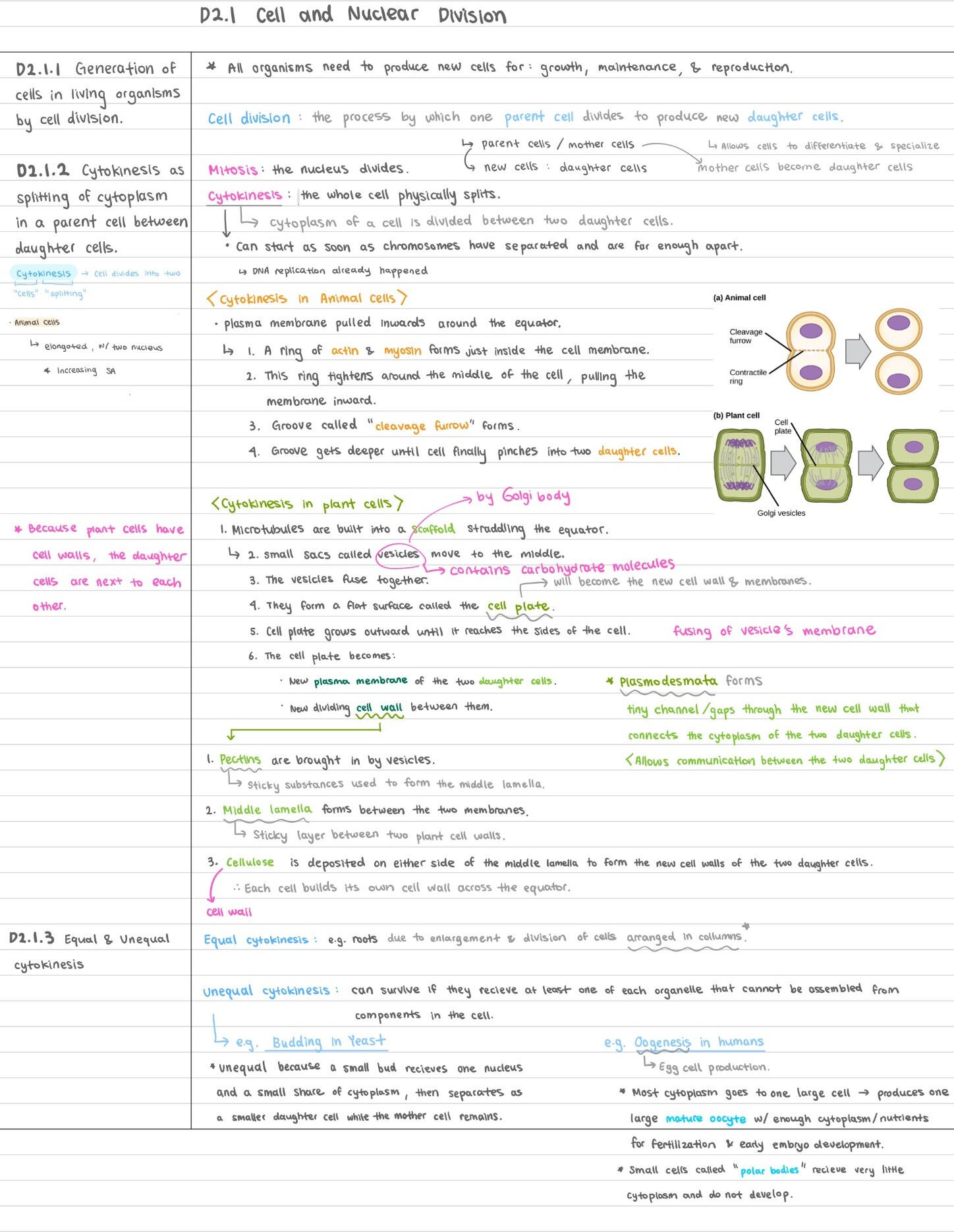 Grace's handwritten illustrated notes on cell and nuclear division