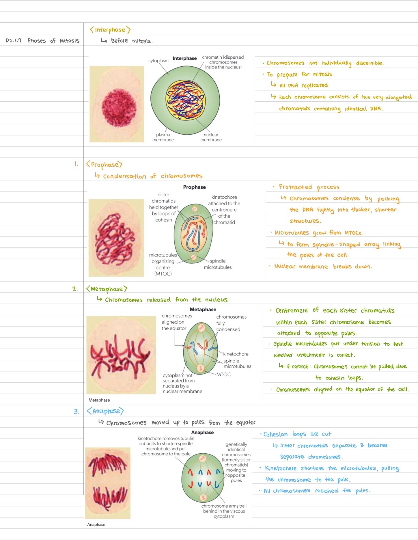Grace's handwritten illustrated notes on the phases of mitosis