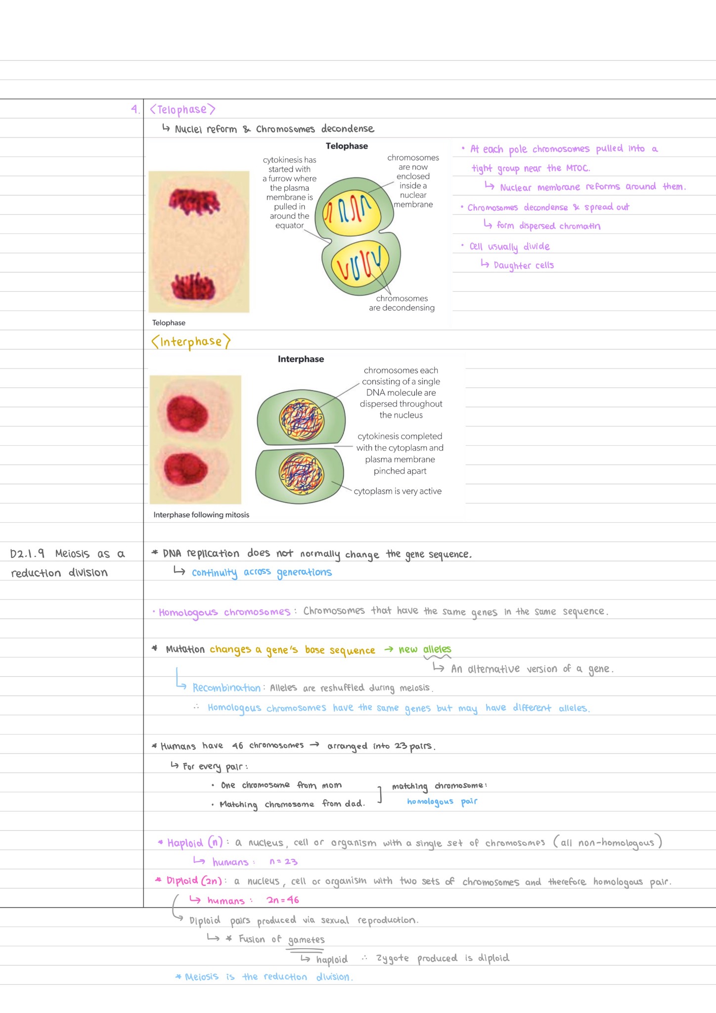 Grace's handwritten notes on telophase, interphase, and meiosis