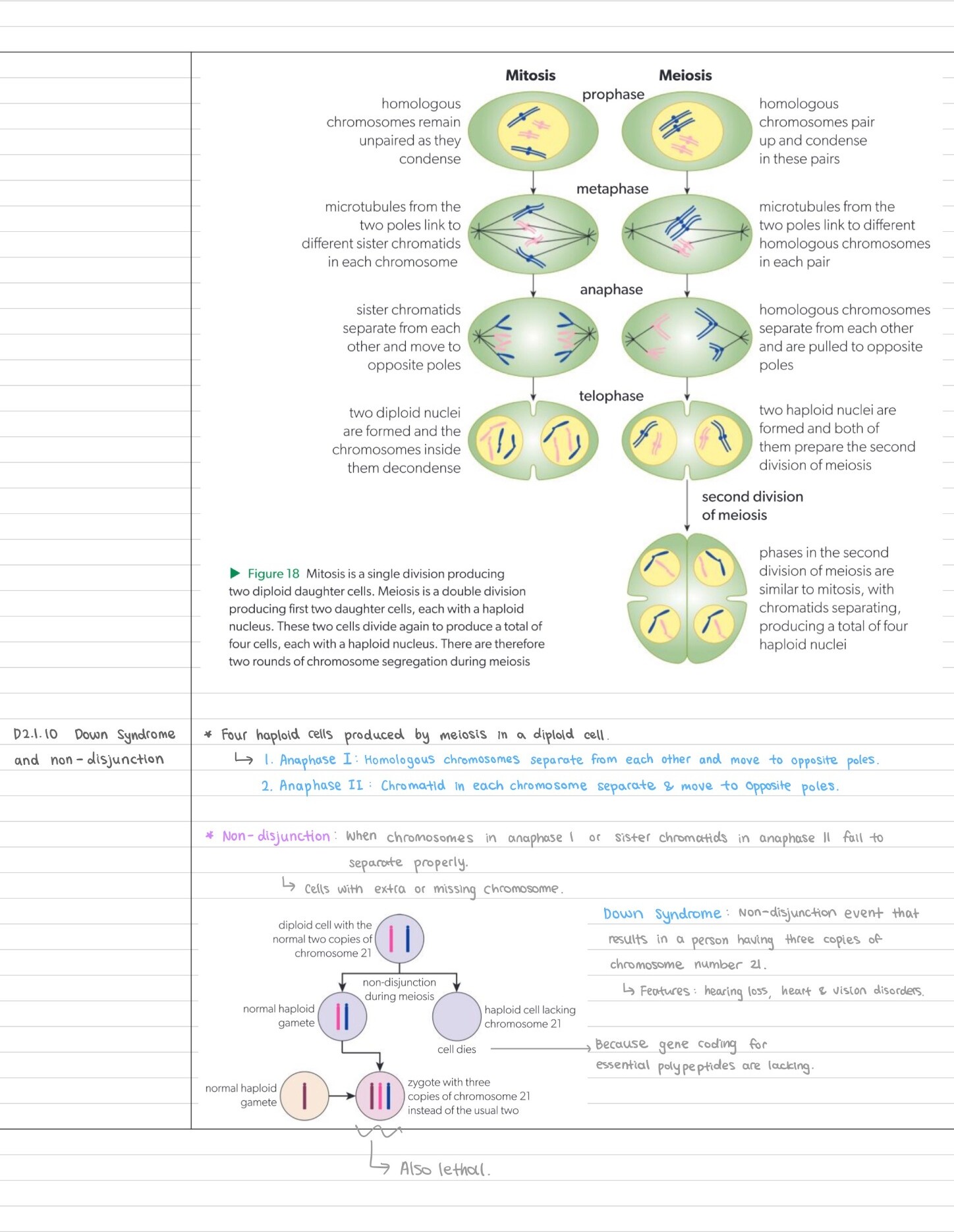 Grace's handwritten illustrated notes comparing mitosis and meiosis